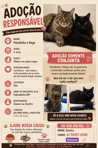 Gatos para adoção 
