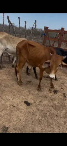 03 GARROTÃO POR 9 MIL