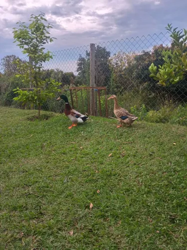 Vendo casal de marreco R$200 o casal