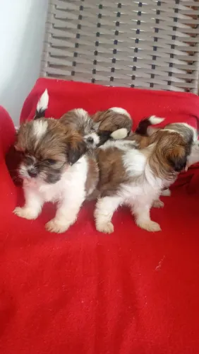Shih Tzu