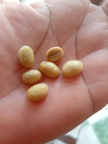 Sementes de Café Colinon Amarelo(de Barra do Choça)