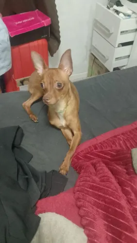 Vendo pinscher 11 meses...