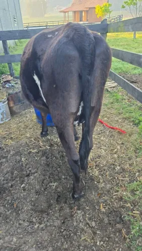 Vaca