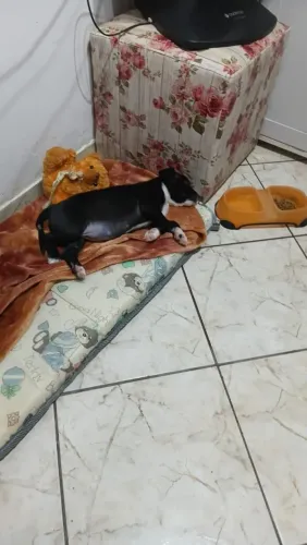 Doa-se um cachorrinha