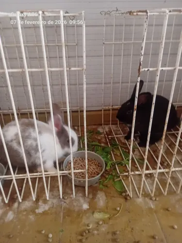 Coelhos de raça 