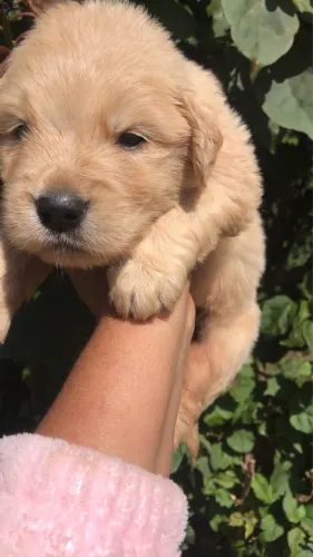 Golden Retriever Filhotes Disponíveis - Linhagem Selecionada