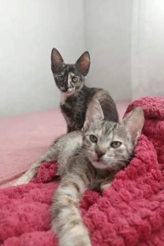 Doação de gatos 