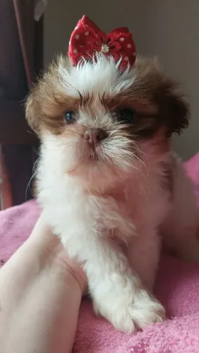 Shitzu Fêmea Disponível a Venda! Olhos Claros, muito Amorosa, Vacinada e Vermífugada.