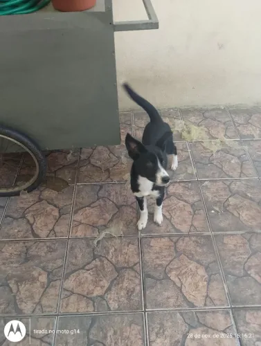 Cachorro ?