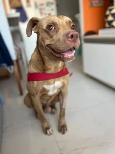 Cão mestiço de Pitbull para adoção responsável 