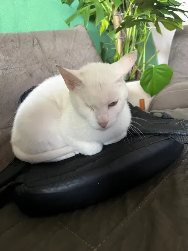 Doação de gato fêmea