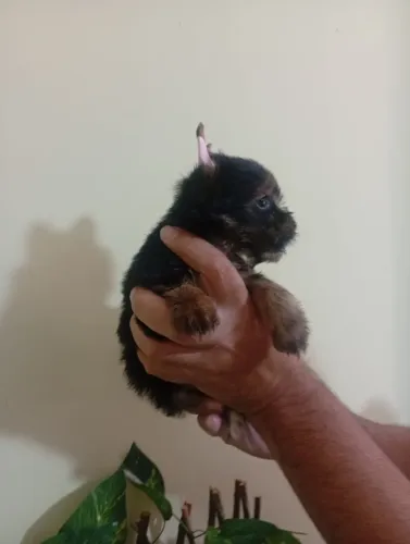 Yorkshire Terrier Com Pelagem Sedosa