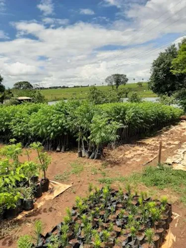 Mudas de cajá manga tamanho grande  mudas com 3 metros 