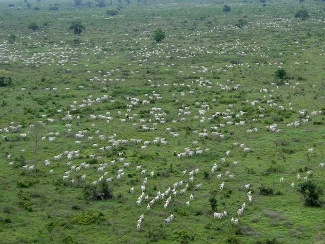 Fazenda de 30.812 alqueires em Rondonópolis-MT