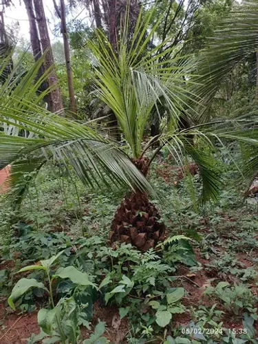 Palmeira Butia