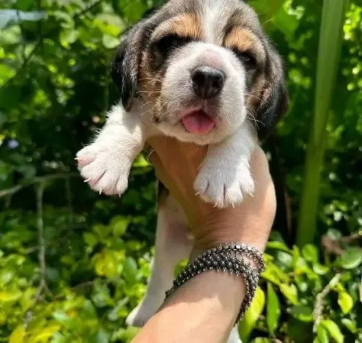 Filhotes de Beagle | Pronto para fazer parte da família!