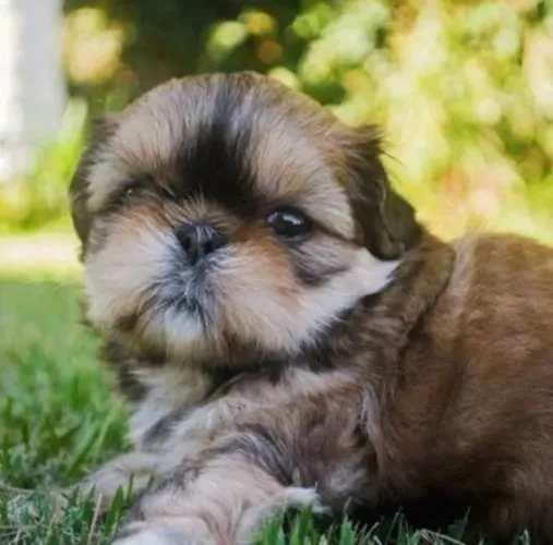 Filhotes de Shih Tzu | Patas pequenas, amor gigante!
