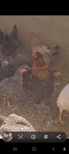 Embrapa 051 110 dias 