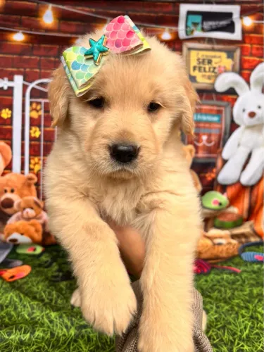 Golden Retriever - vacinados recibo pedigree