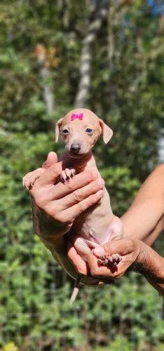 Galgo Italiano - Maravilhosa - SOMOS DO RJ