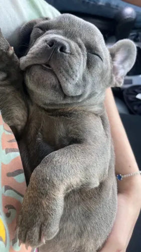 Bulldog Francês: o companheiro ideal para todas as horas