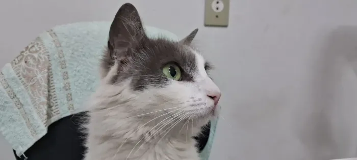 Doação gata castrada 