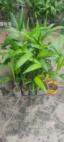 Palmeira Real 