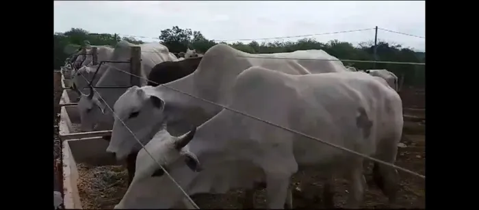 Dupla Aptidão, Agricultura, pecuária,Pocilga,Tanque de Peixes, Confinamento!!!