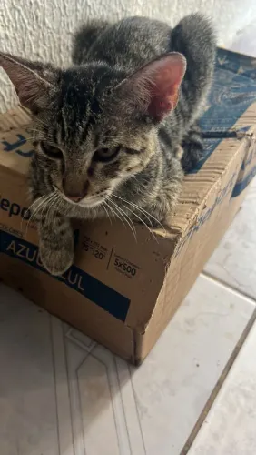 Doa se esses dois gatinhos