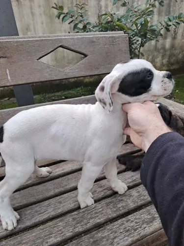 Filhote de bulldog campeiro com.boxer
