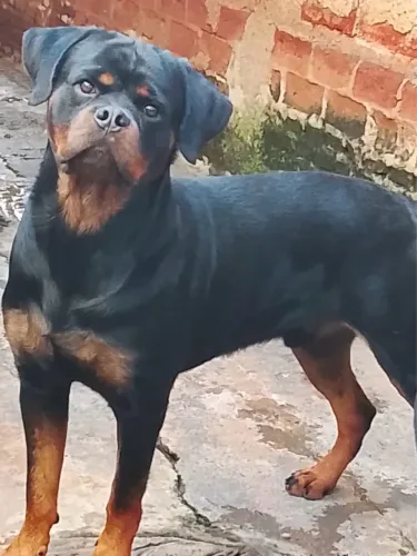 Jovem Rottwailer a venda