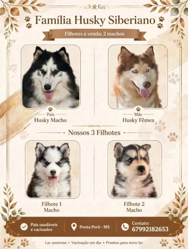 Husky siberiano fofinhos