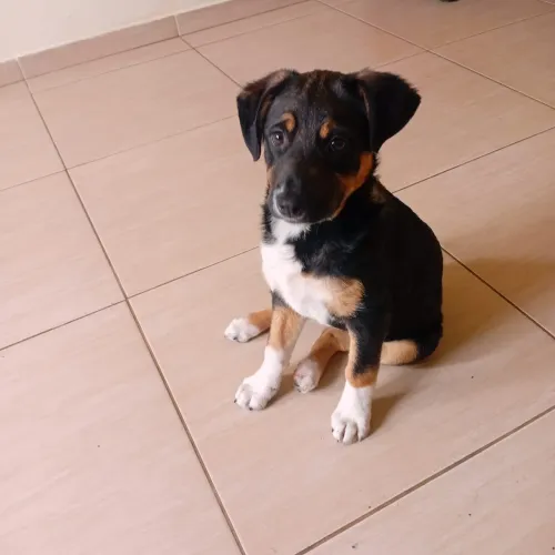 Doação De Animal