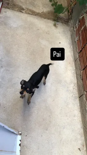 Filhotes pinscher com shih tzu 