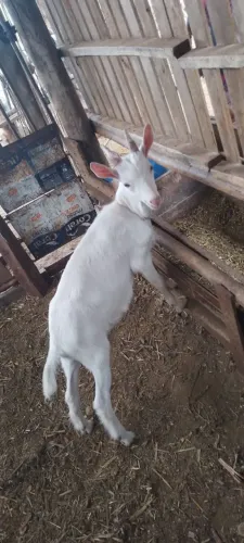 Vende se filhotes de cabra