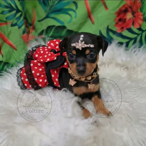 Pinscher zerinhos entrega segura e vacinados