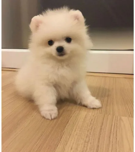 Spitz alemão Esse cachorro vai encantar seu lar