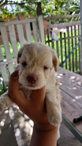 Vende-se poodle 1machos