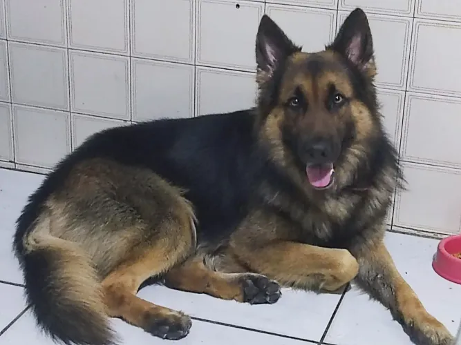Procuro uma Namorada! Cachorro Pastor alemão capa preta