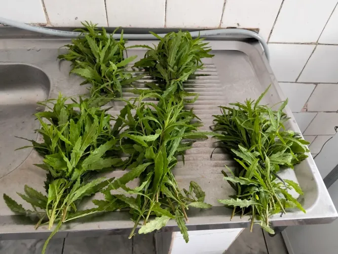 Horta Embuá Mudas e Maços