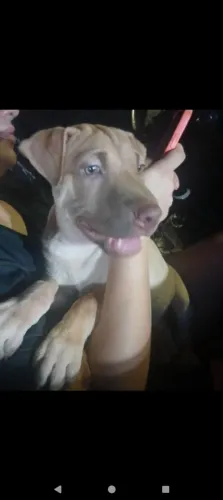 Vendo este cachorro Pitbull e charpei 