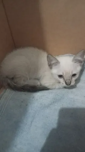 Doação de gatinha