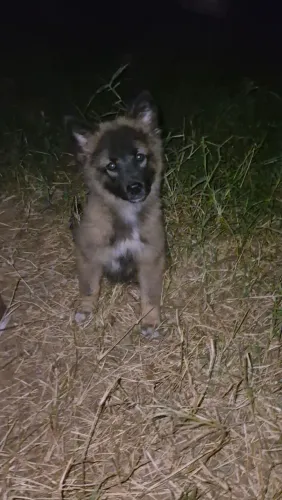 Filhote de Pastor da mantiqueira com malinois