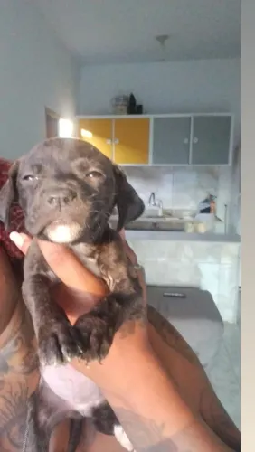 Doação 5 filhotes mãe pitbull