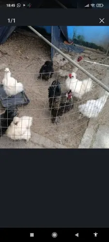 Galinhas sedosas