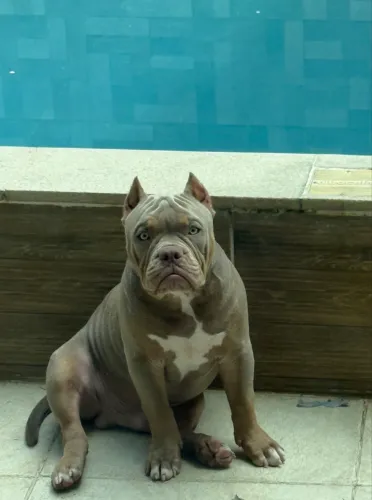 American bully pocket disponível para cobertura