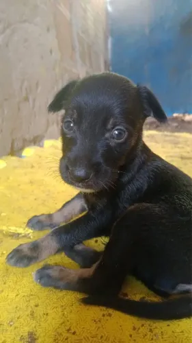 ADOÇÃO RESPONSÁVEL 