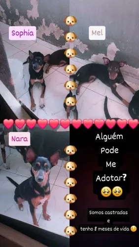 Para adoção