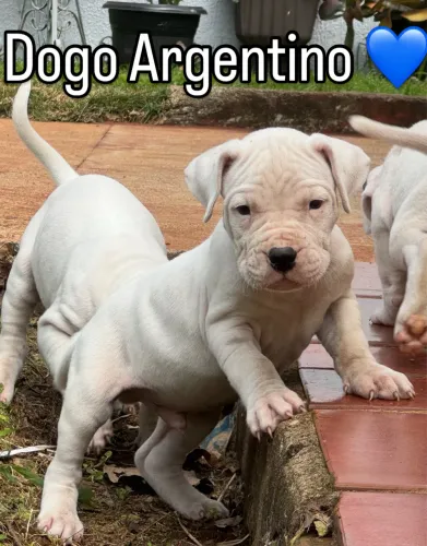 Dogo Argentino