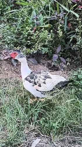 Pato a venda 